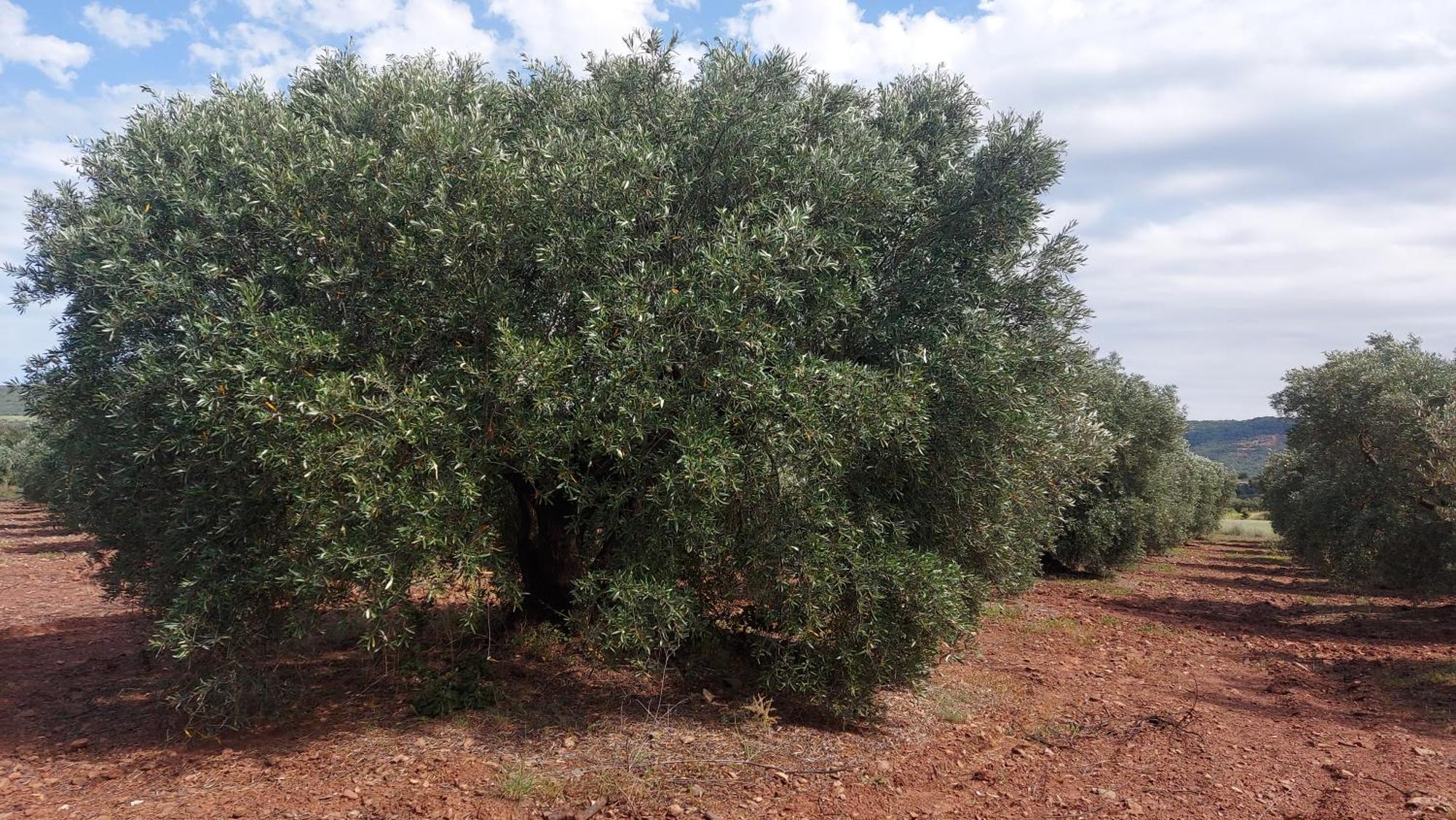 Escale Au Salagou Le Bosc  Bagian luar foto